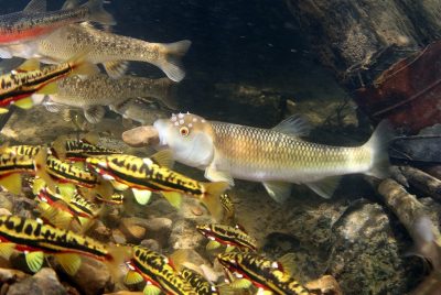 Underwater shot of several small fish. One holds a pebble in its mouth.