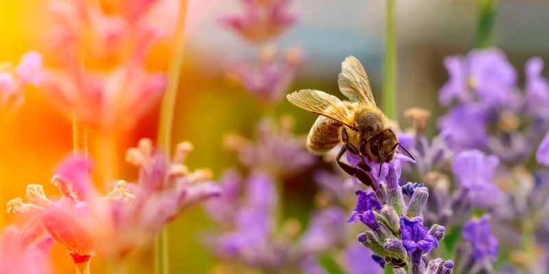 Bee on Flower