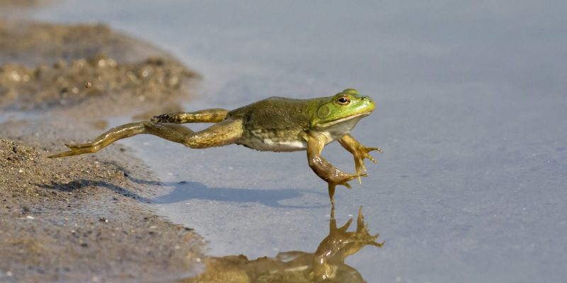 Frog Jumping