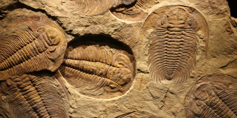 fossil