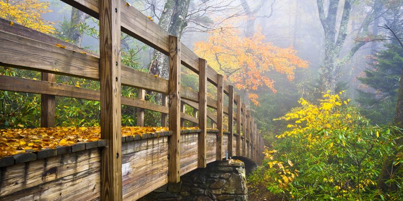 Bridge in woods
