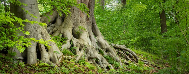 old tree with roots in forest