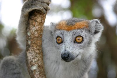 Semel Will Use Drones to Help Save Lemurs in Madagascar