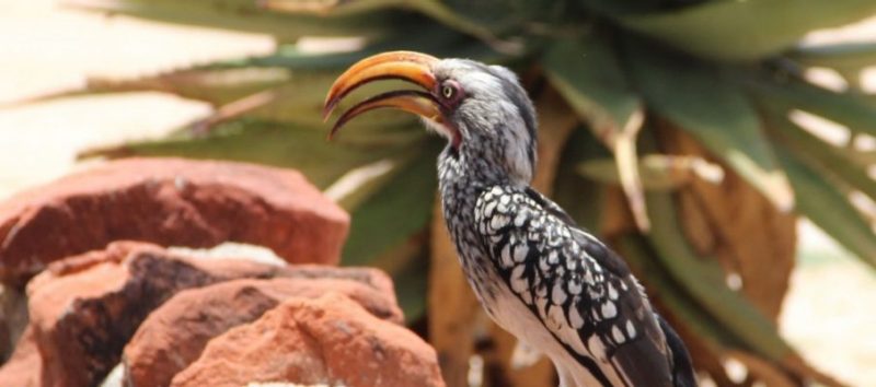 Grey-billed hornbills are members of the cavity-nesting guild found near Otjiwaronga