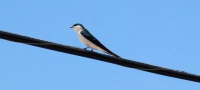 bahama swallow on powerline