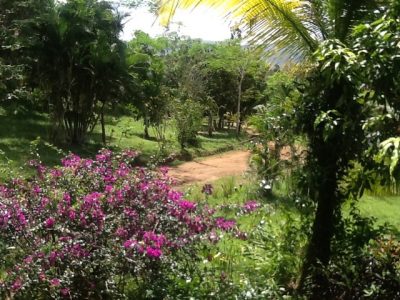 A Day in the Field: Notes from Panamá
