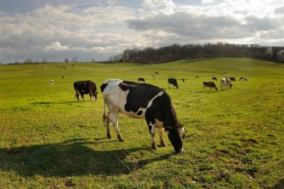 Agricultural Antibiotics Impact Soil Ecosystems