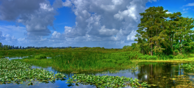 Indirect effects of invasive Burmese pythons on the Florida Everglades