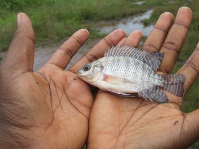 Postcards from the field: Gifty is collecting data on Nile tilapia from the Pra River in Ghana
