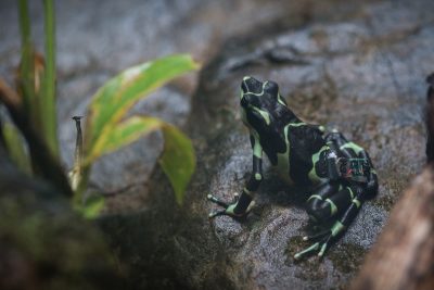 Reintroduction of Critically Endangered Frogs in Panama: first release marks important milestone