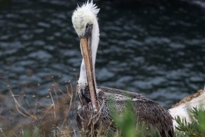 Even small amounts of oil made birds near Deepwater Horizon sick