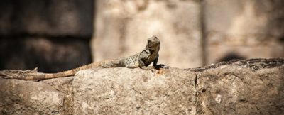 Interactions between thermoregulatory behavior and physiological acclimatization in a wild lizard population