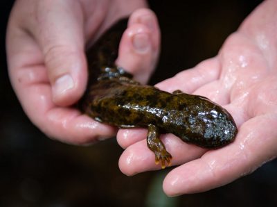 The Search For Giant, Rare Salamanders That Live In Georgia from WABE.org