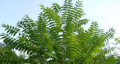 Virginia Tech researchers studying how fungus among us can control invasive tree of heaven