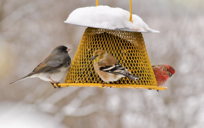 Researchers study people who feed birds in their backyards with implications for bird conservation