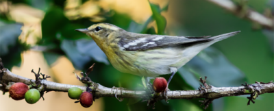 Coffee for the birds: connecting bird-watchers with shade-grown coffee