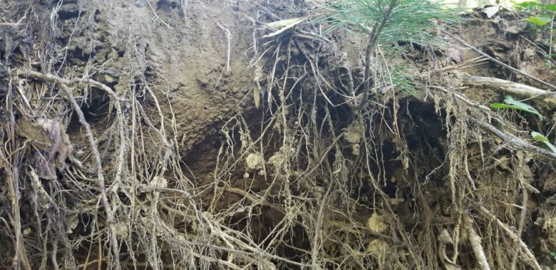 soil and roots