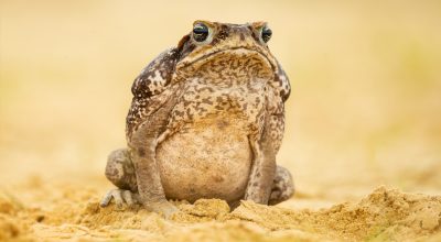 A BioInvasion Tale from Down Under: the Cane Toads of Australia