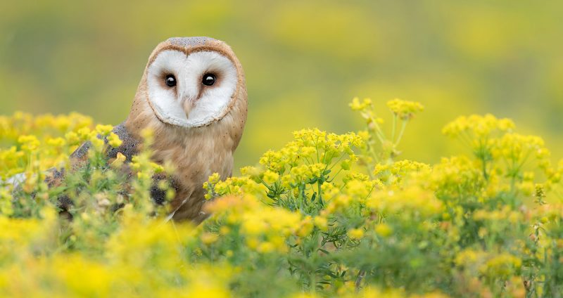 barn owl among yellow flowers