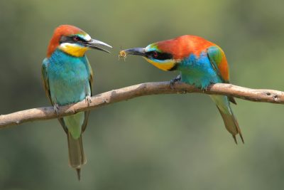 colorful birds passing an insect