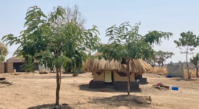 Senna siamea, a popular shade and fuelwood species, planted around a refugee compound.