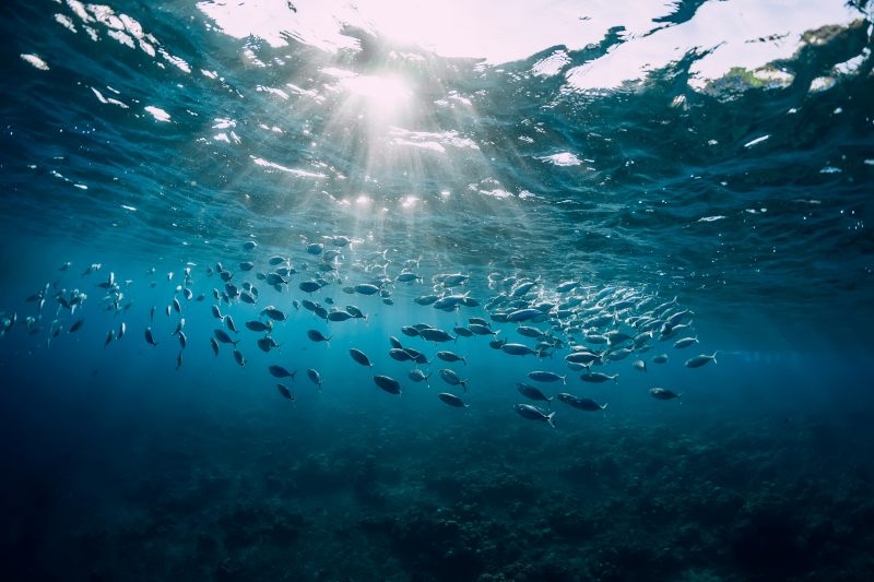 Graphic: A school of fish