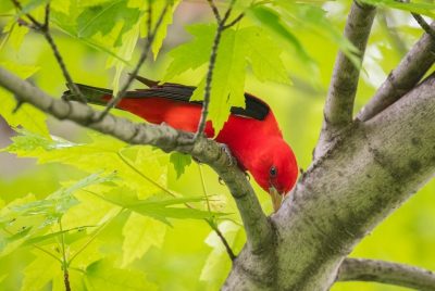 Maple Syrup Producers Provide Sweet News for Threatened Birds