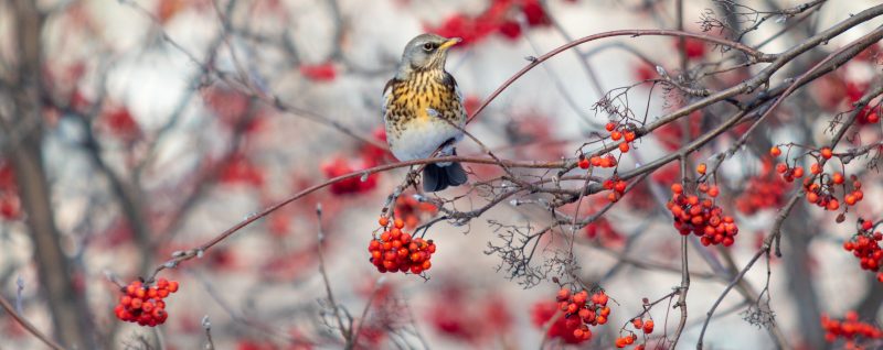 Thrush on branch in winter with red berries