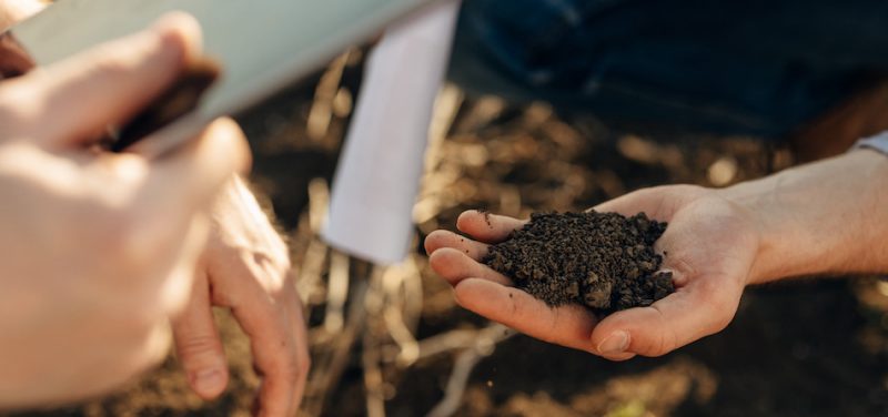 person holding soil in their hand