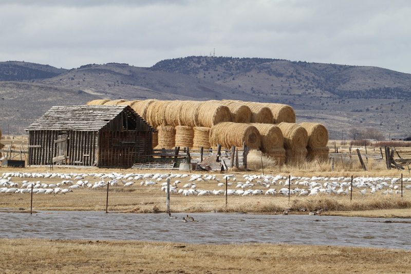 An old barn with dozens of large hay bales stacked beside it. In front of the barn is a wetland area filled with waterfowl.